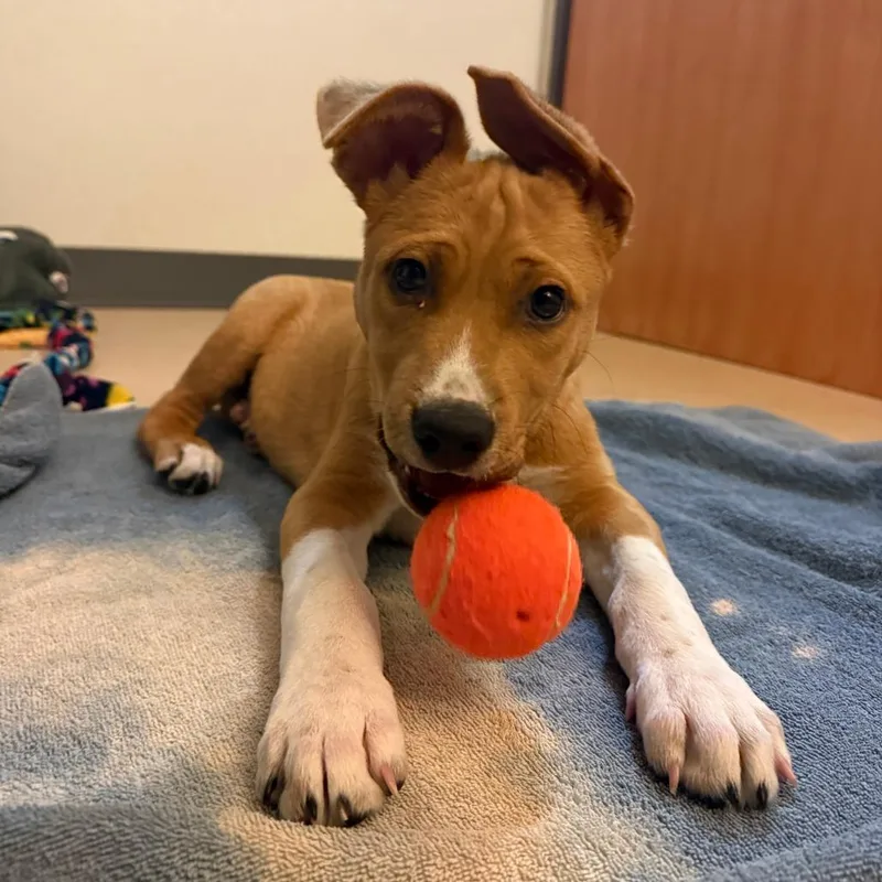 A young small-sized male Yellow / Tan / Blond / Fawn Shepherd dog named Manga for adoption in Albuquerque, NM