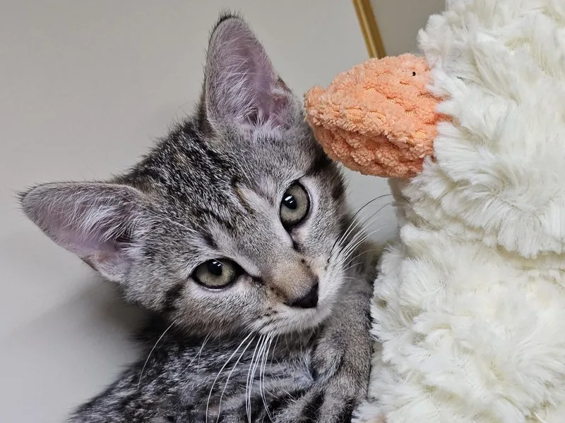 A baby small-sized female Domestic Short Hair cat named Peach for adoption in Little Rock, AR