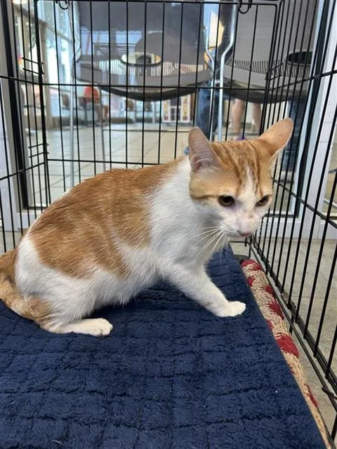 A young small-sized male Domestic Short Hair cat named Milo for adoption in San Antonio, TX