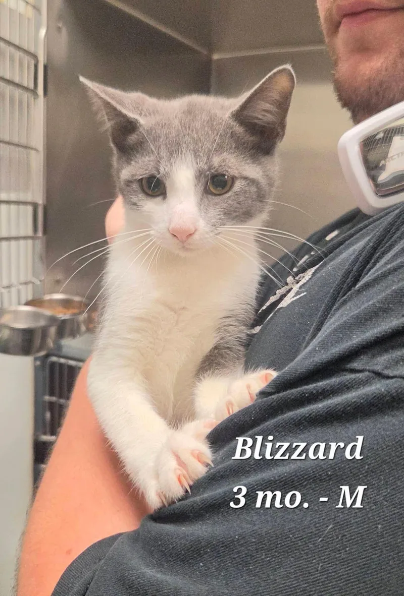 A baby medium-sized male Gray & White Domestic Short Hair cat named Blizzard for adoption in Amherst, VA