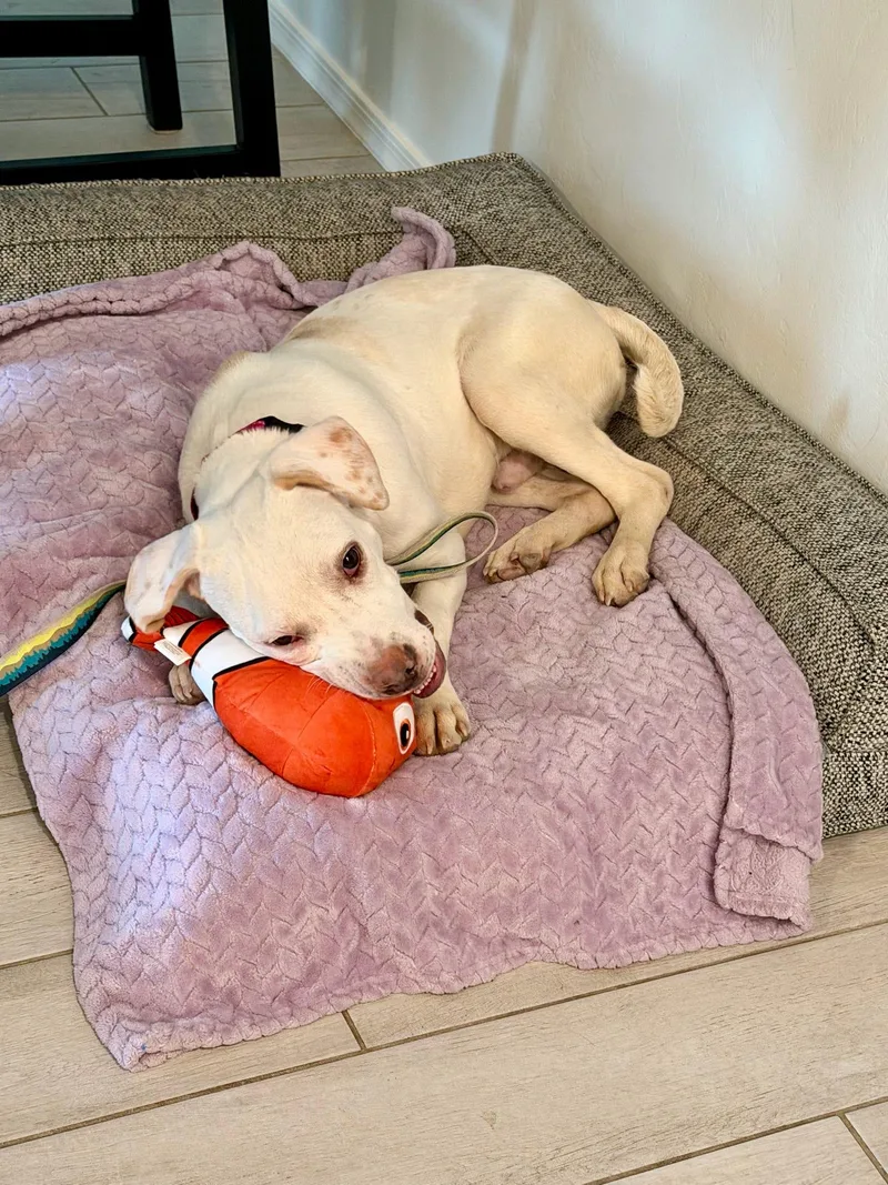 A young medium-sized male Pit Bull Terrier dog named Ghost for adoption in Tucson, AZ