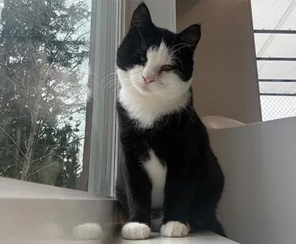 An adult small-sized female Domestic Short Hair cat named Dinah for adoption in Sultan, WA