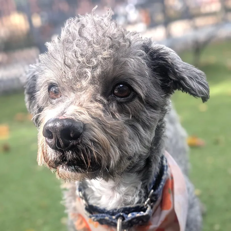 A senior small-sized male Gray / Blue / Silver Mixed Breed dog named Bosco for adoption in Providence, RI