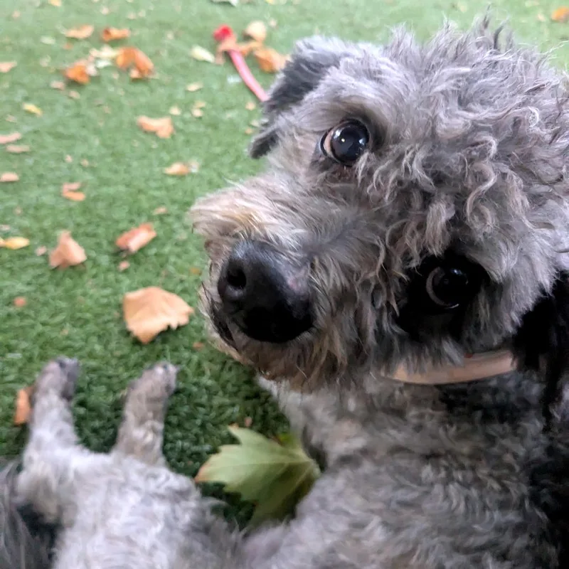 Bosco thumbnail 2