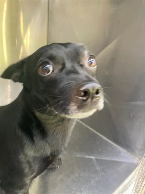 A young small-sized male Mixed Breed dog named Keith for adoption in Dallas, TX