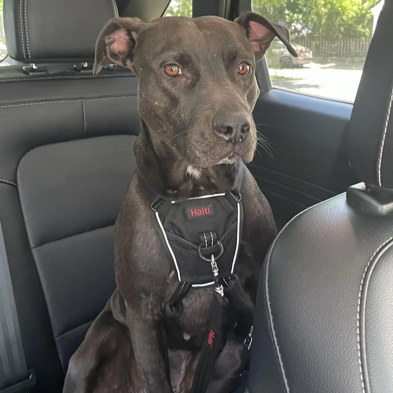 An adult medium-sized female Black Mixed Breed dog named Doris for adoption in Cranston, RI