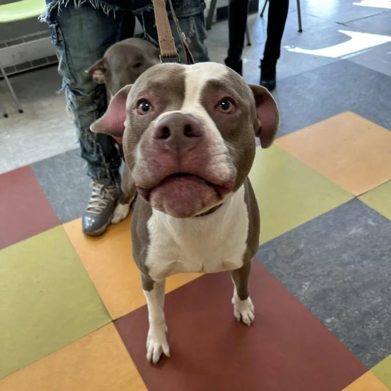An adult large-sized male Yellow / Tan / Blond / Fawn Mixed Breed dog named Marty for adoption in Philadelphia, PA