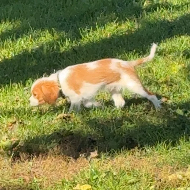 A baby small-sized male Cavalier King Charles Spaniel dog named Grayson for adoption in Sinking Spring, PA