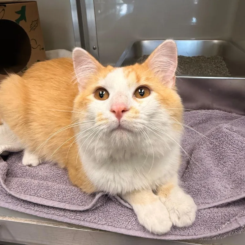 An adult medium-sized male Orange / Red Domestic Short Hair cat named Cheeto for adoption in Saint Charles, MO