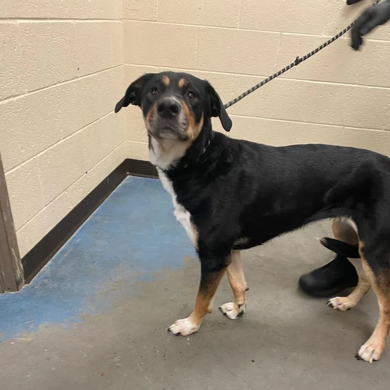 An adult medium-sized female Black Mixed Breed dog named FiorellaScooter Gooch for adoption in Memphis, TN