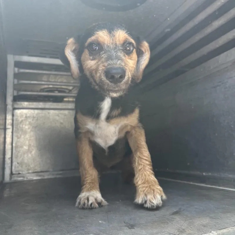 A young small-sized female Black Terrier dog named Yayni for adoption in Edinburg, TX