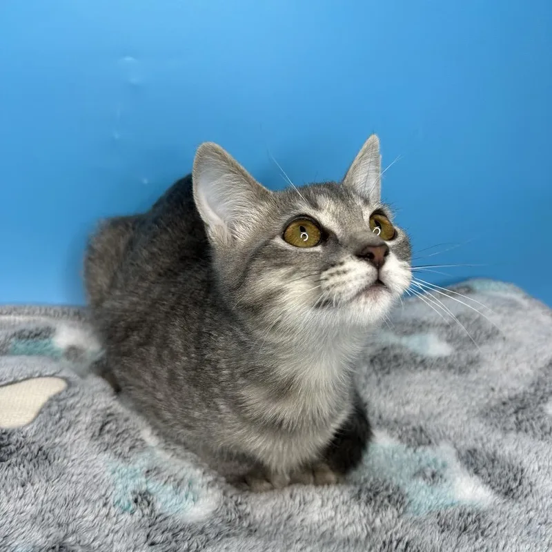 A baby small-sized female Gray / Blue / Silver Domestic Short Hair cat named Evie for adoption in San Antonio, TX
