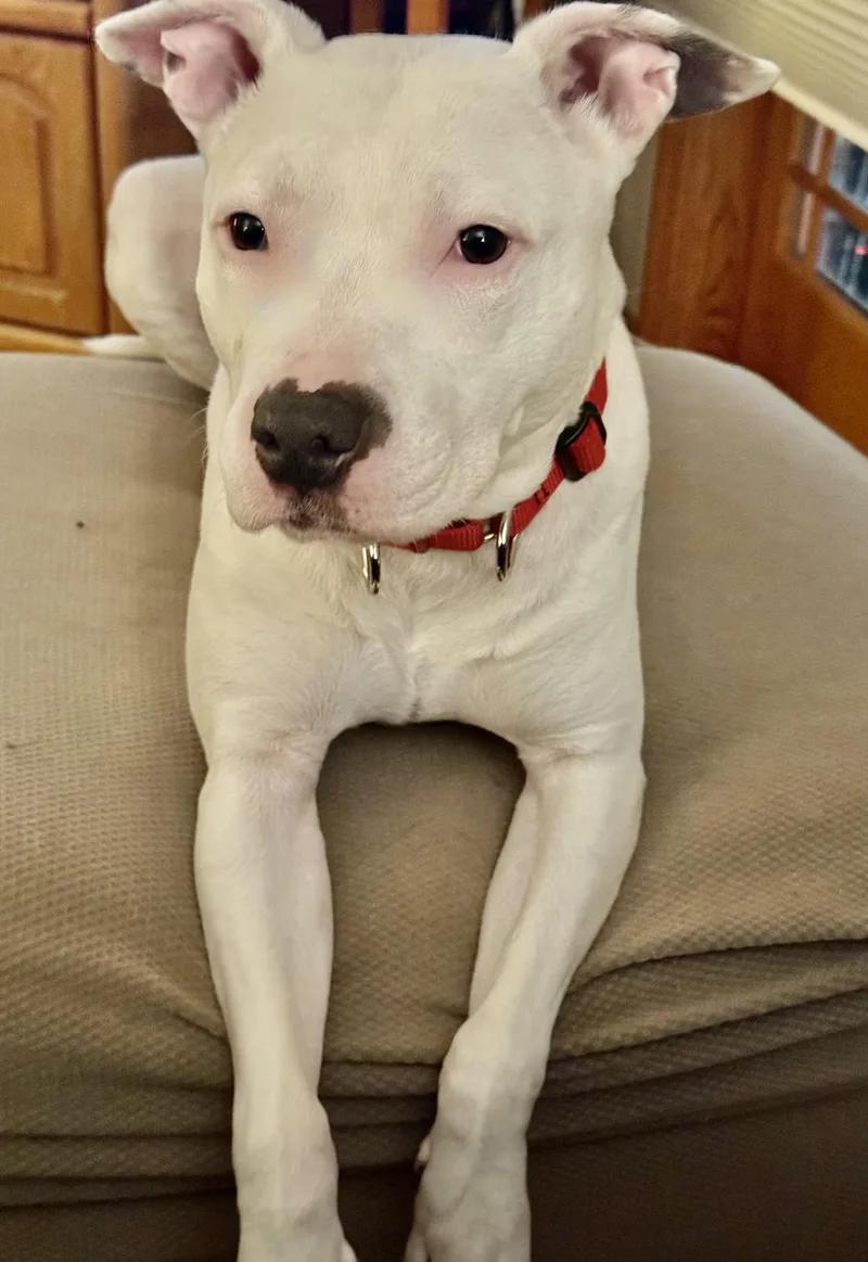 Bella Urgent thumbnail 2