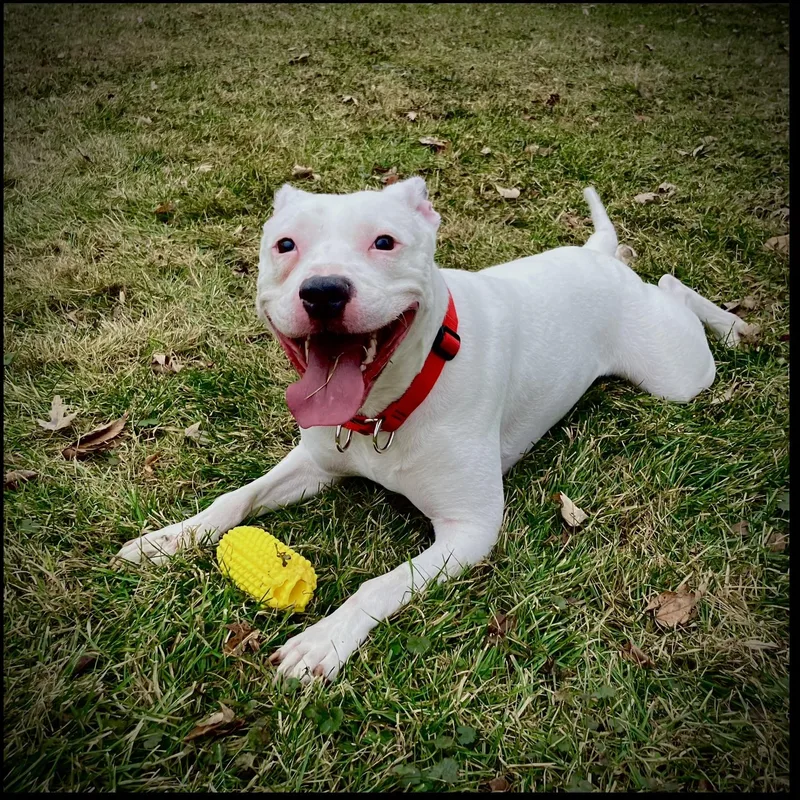 Bella Urgent thumbnail 3