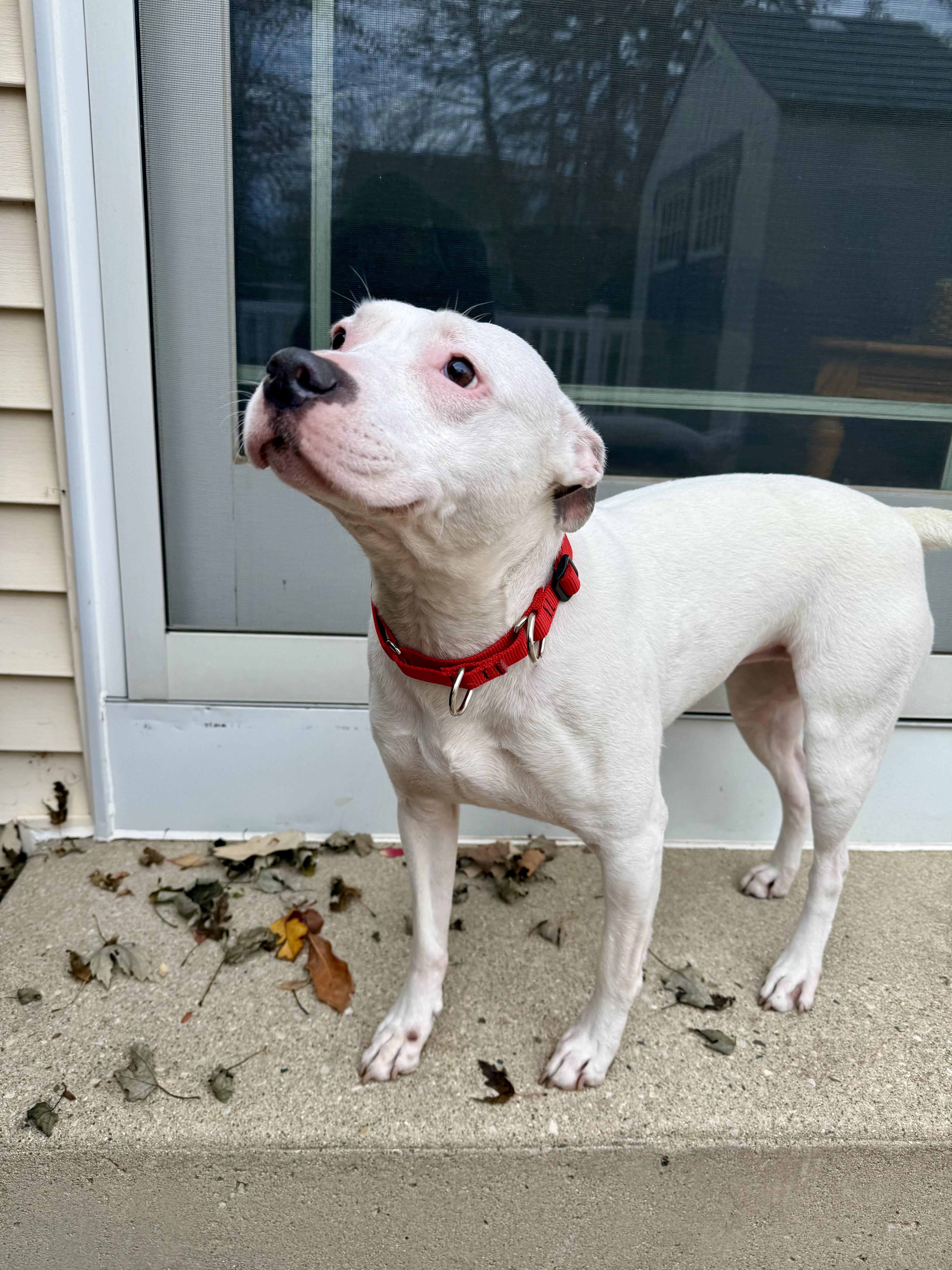 Bella Urgent thumbnail 4