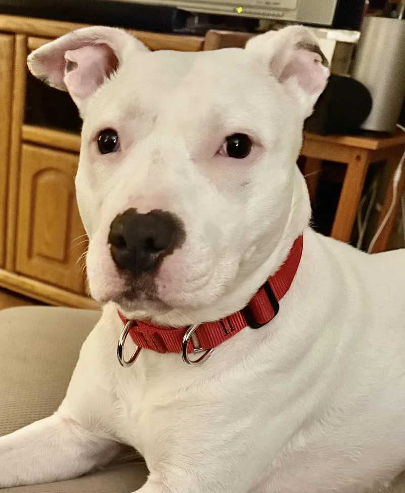 Bella Urgent thumbnail 6