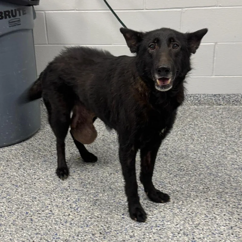 A senior large-sized female Black Mixed Breed dog named Lady GaGa for adoption in Greenville, SC