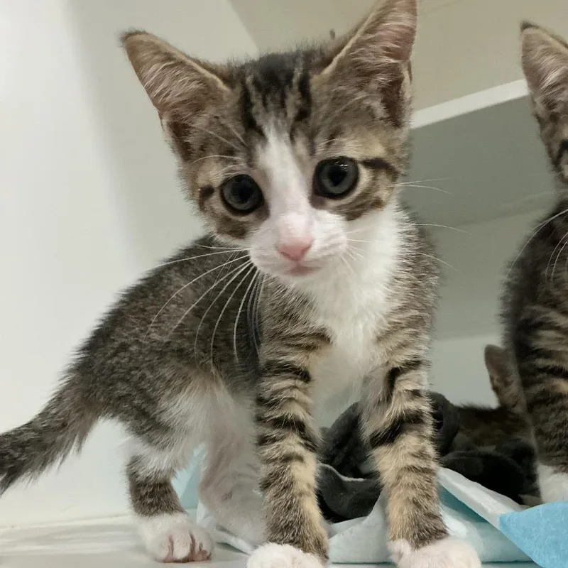 A baby small-sized female Brown / Chocolate Domestic Short Hair cat named Tatum for adoption in Elizabeth City, NC