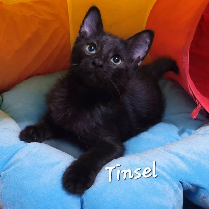 A baby medium-sized male Black Domestic Short Hair cat named Tinsel for adoption in Queen Creek, AZ