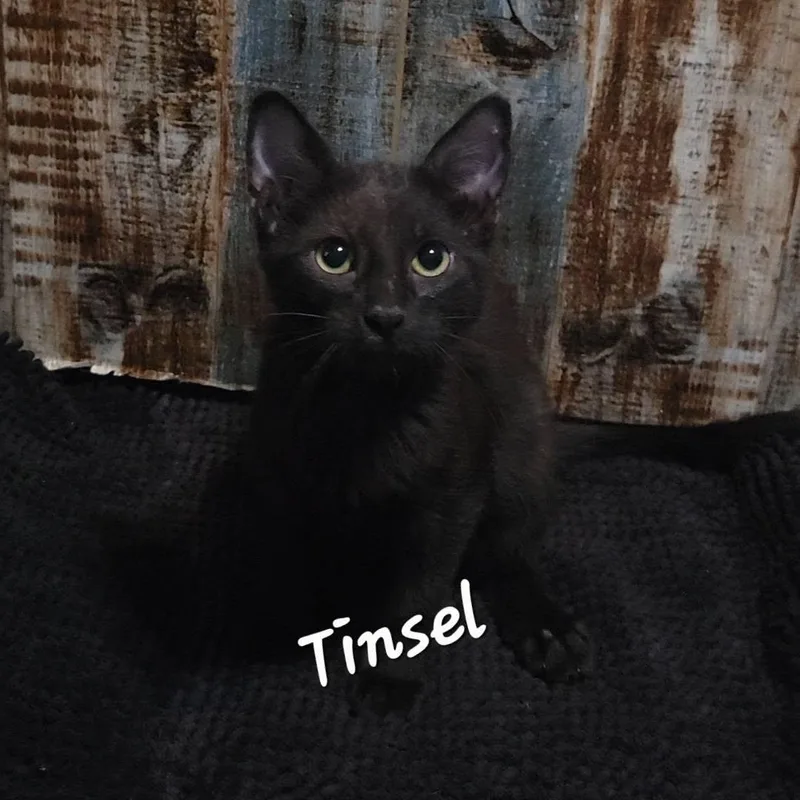 Tinsel thumbnail 2