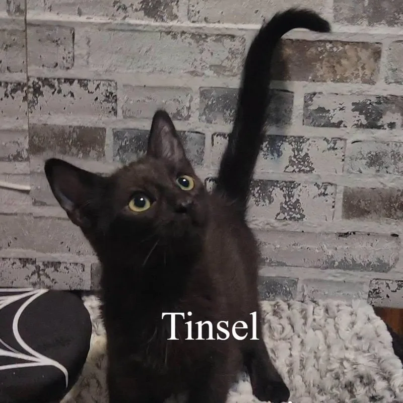 Tinsel thumbnail 3