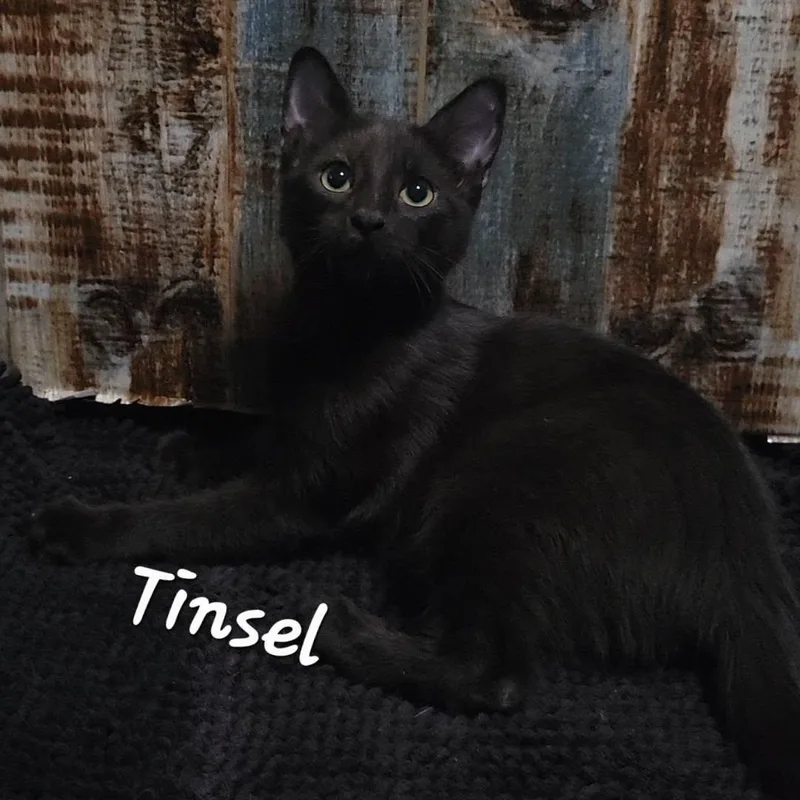 Tinsel thumbnail 4