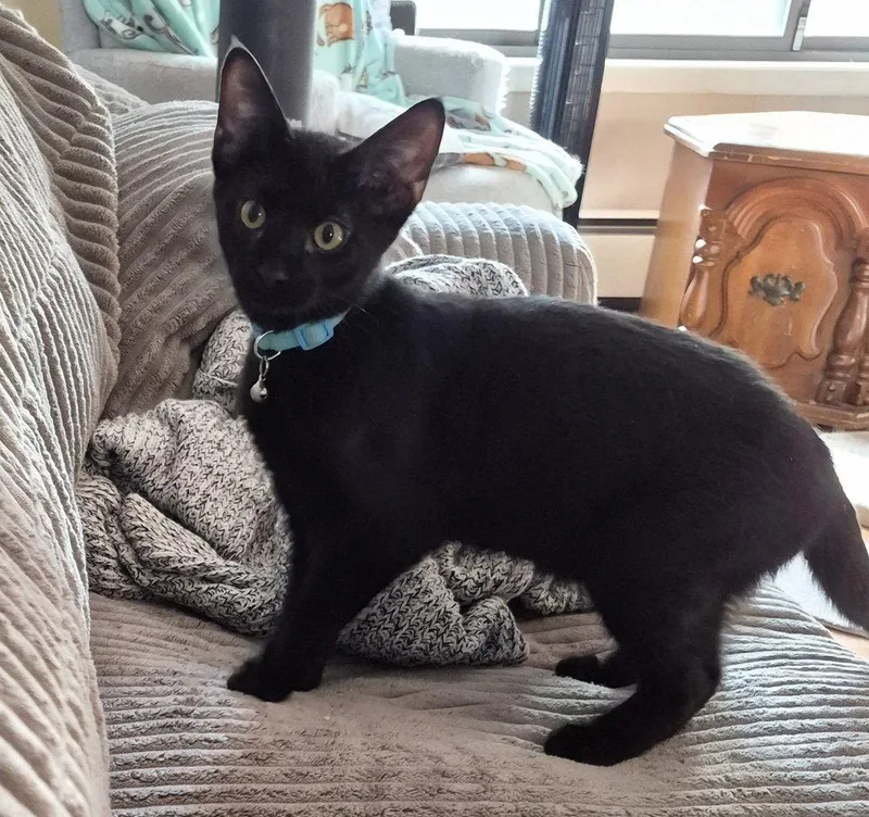 A baby small-sized male Black Domestic Short Hair cat named Beef for adoption in O'Fallon, MO