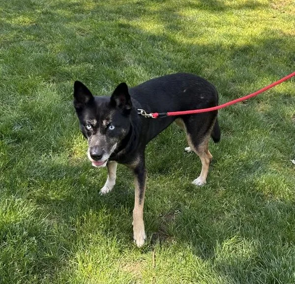 Nikita