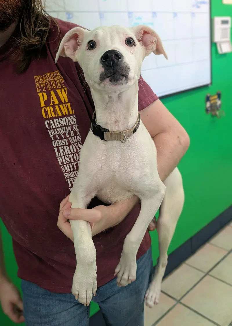 A baby medium-sized male Dalmatian dog named Bailey for adoption in Newburgh, IN