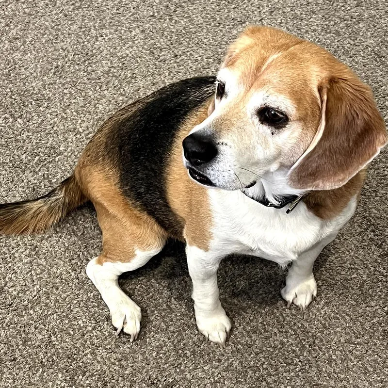 Tater Tot thumbnail 4
