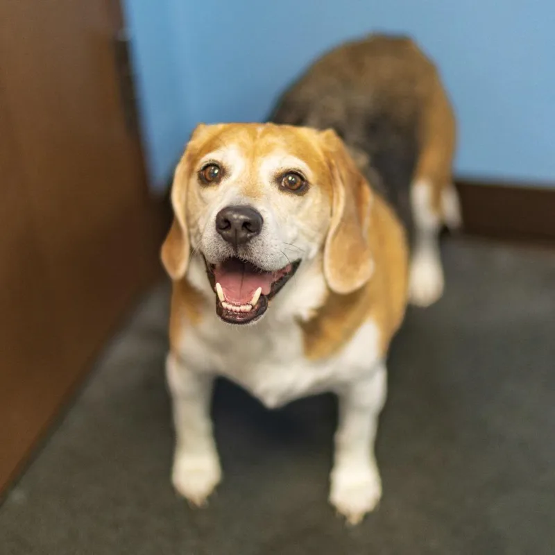 Tater Tot thumbnail 6