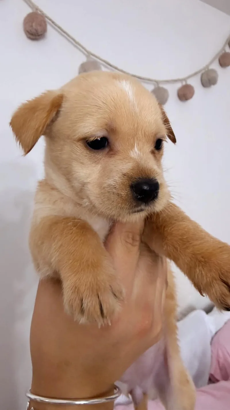 Butterscotch thumbnail 3