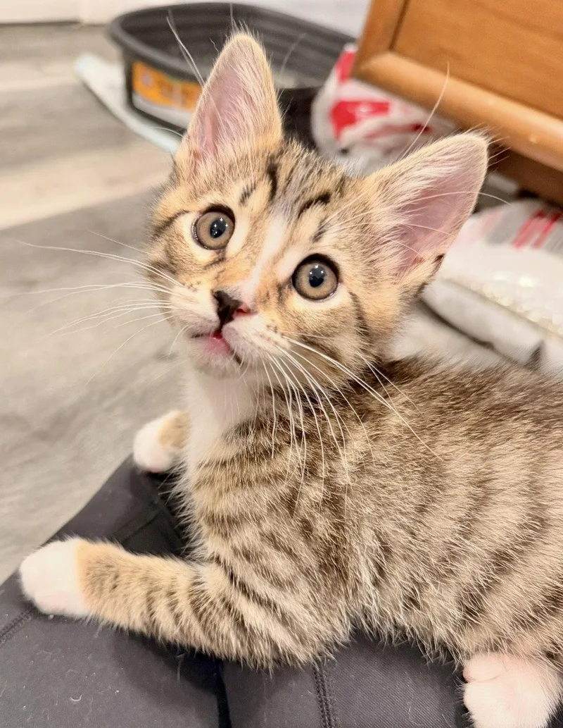 A baby medium-sized male Tabby cat named Archie for adoption in West Hills, CA