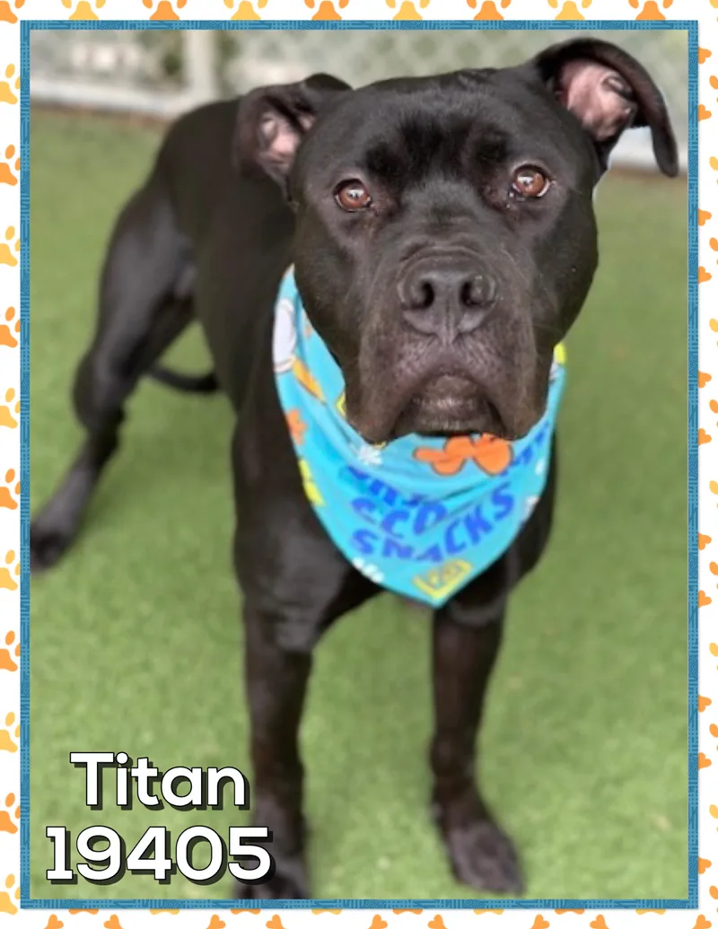 Titan thumbnail 4