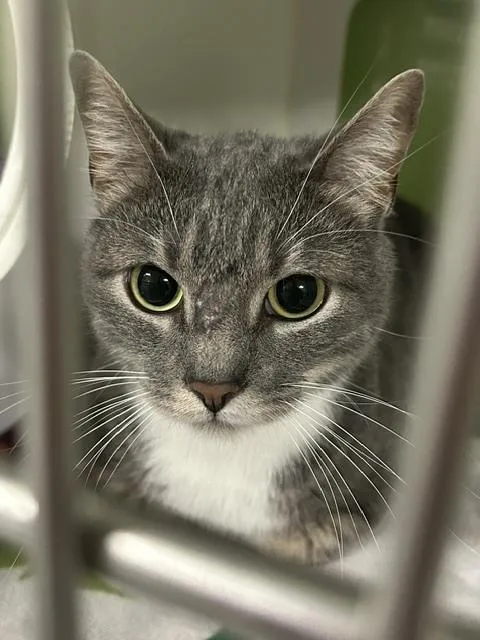 An adult large-sized male Gray & White Domestic Short Hair cat named Drax for adoption in Muskegon, MI