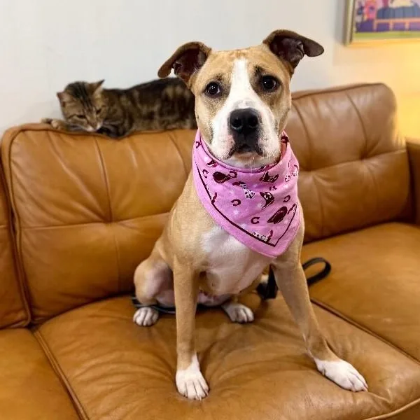 Darcie Is Love And thumbnail 3