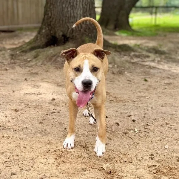 Darcie Is Love And thumbnail 5