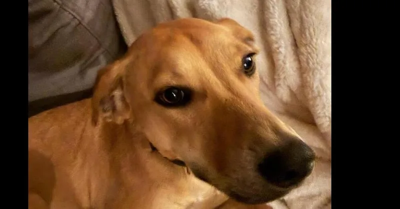 A young medium-sized female Labrador Retriever dog named Lady for adoption in Dallas, TX