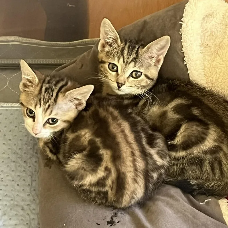 A baby small-sized male Brown / Chocolate Domestic Short Hair cat named Theodore for adoption in Abingdon, MD