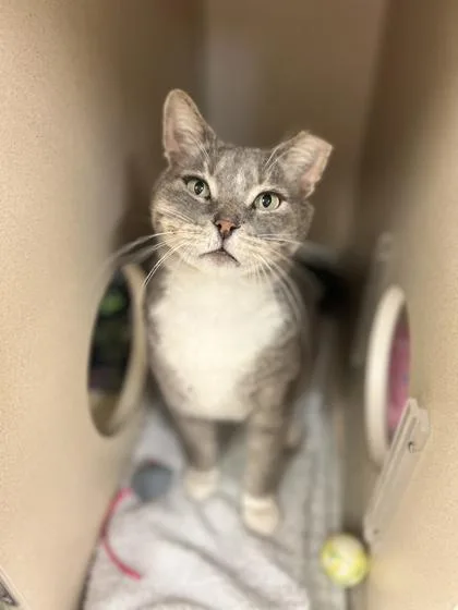 Chester Deeks thumbnail 2