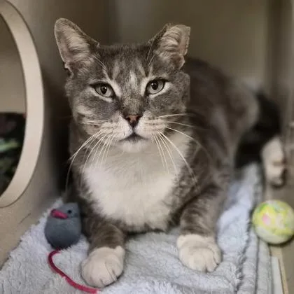 Chester Deeks thumbnail 3