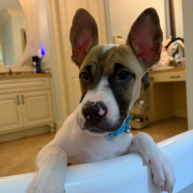 A baby medium-sized female White / Cream Mixed Breed dog named Tecie for adoption in Brownsboro, AL