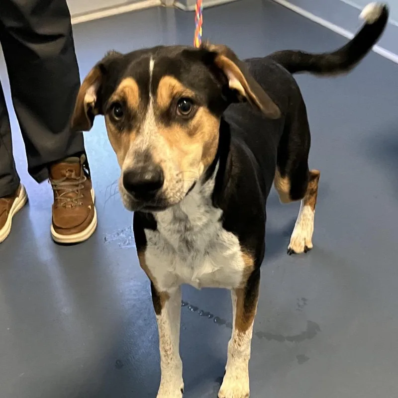 A young medium-sized male Black Hound dog named Cpo for adoption in Greensboro, NC