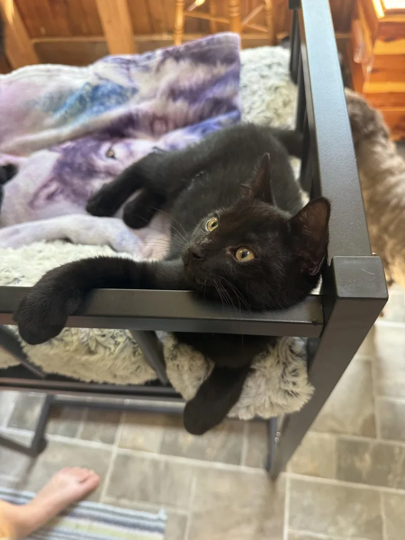 A baby medium-sized male Black Domestic Short Hair cat named Bagheera for adoption in Stewartsville, NJ