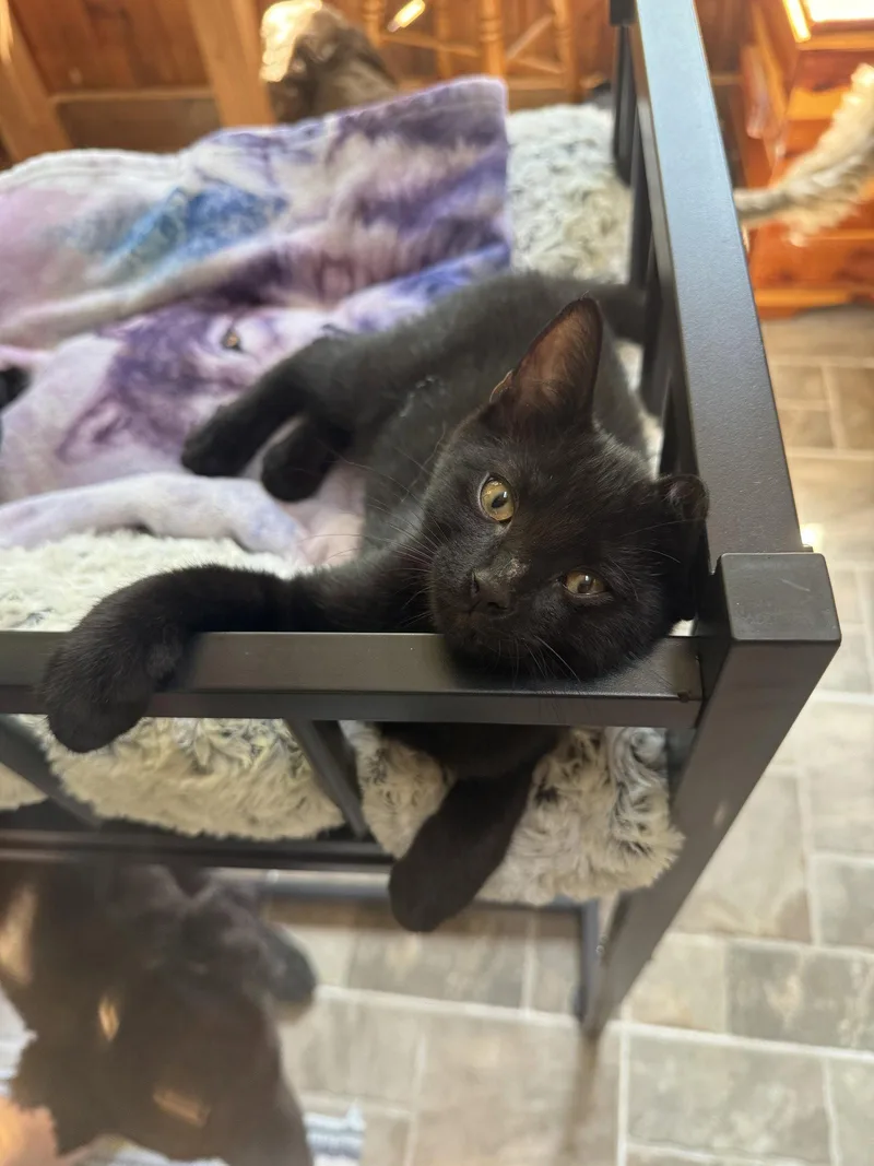 Bagheera thumbnail 3