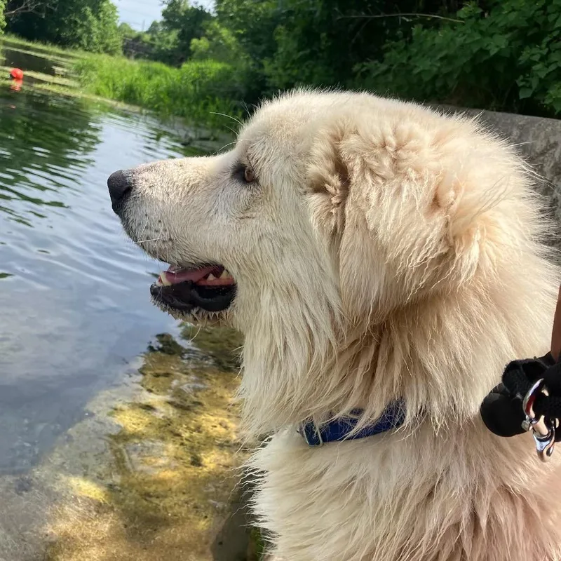 An adult large-sized male White / Cream Great Pyrenees dog named Kissy Face Cupcake for adoption in Austin, TX