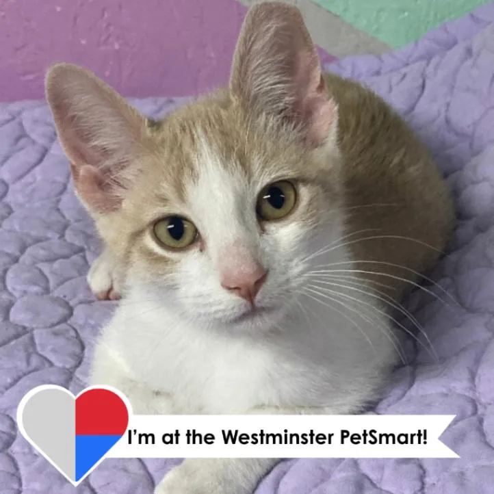 A young medium-sized male Buff / Tan / Fawn Domestic Short Hair cat named Creamsicle for adoption in Fort Collins, CO