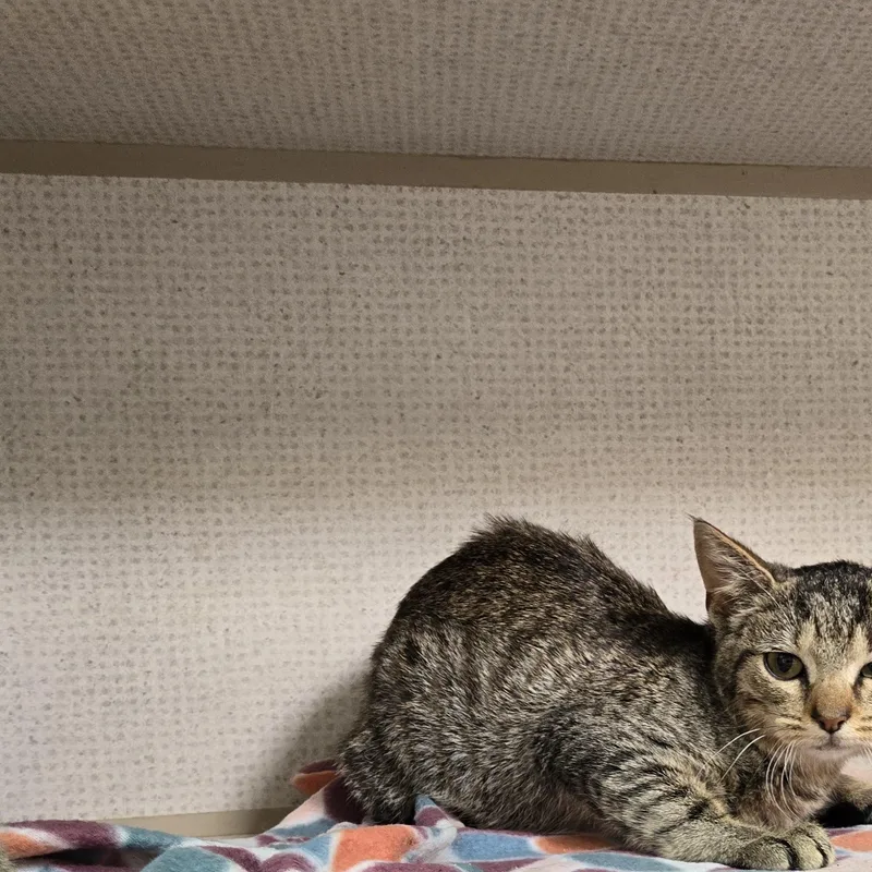 A baby medium-sized female Tabby (Brown / Chocolate) Domestic Short Hair cat named Mara for adoption in Graham, TX