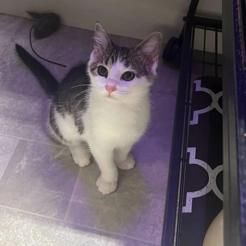A baby small-sized female Domestic Short Hair cat named Raya for adoption in Richmond Dale, OH