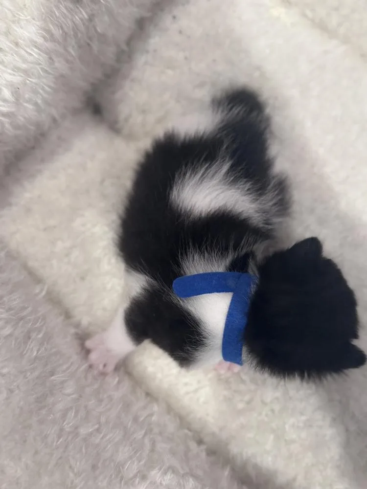 A baby medium-sized female Black & White / Tuxedo Domestic Short Hair cat named Bologna for adoption in Clinton Township, MI
